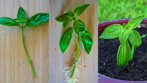 秋季盆栽植物怎么扦插繁殖
