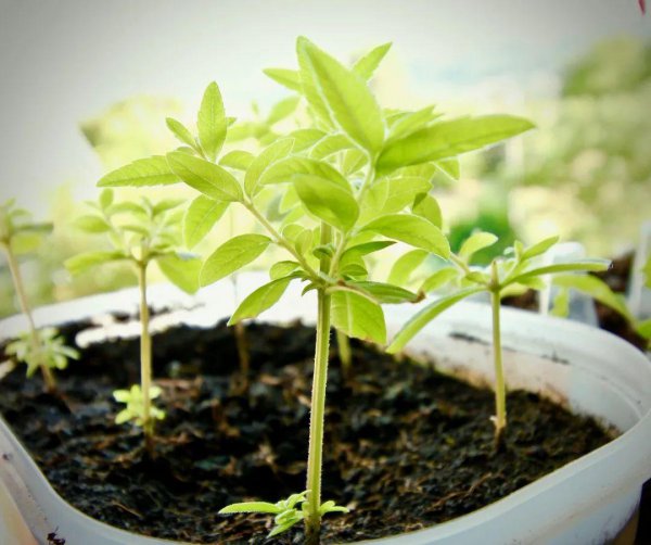 秋季盆栽植物怎么扦插繁殖