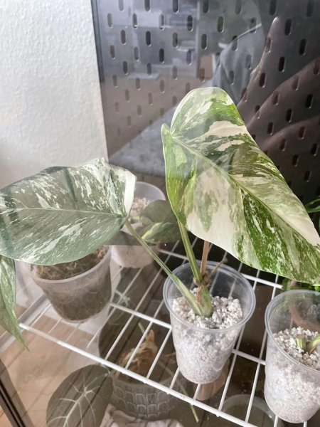 秋季盆栽植物怎么扦插繁殖