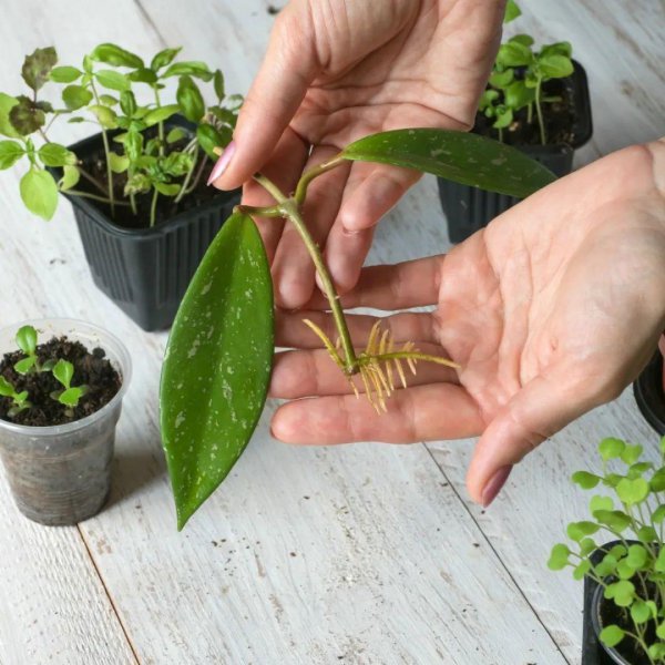 秋季盆栽植物怎么扦插繁殖