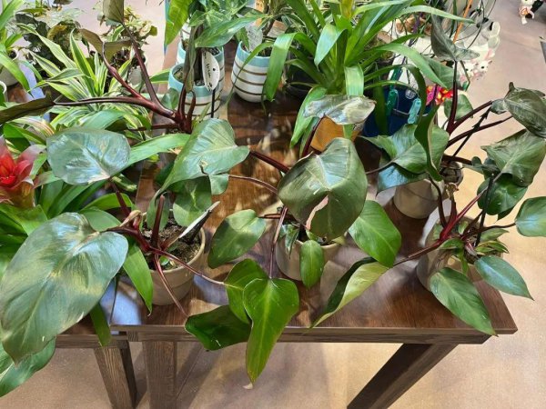 秋季盆栽植物怎么扦插繁殖