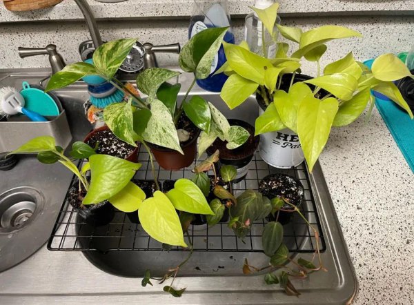 秋季盆栽植物怎么扦插繁殖