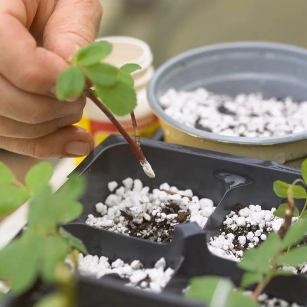 秋季盆栽植物怎么扦插繁殖