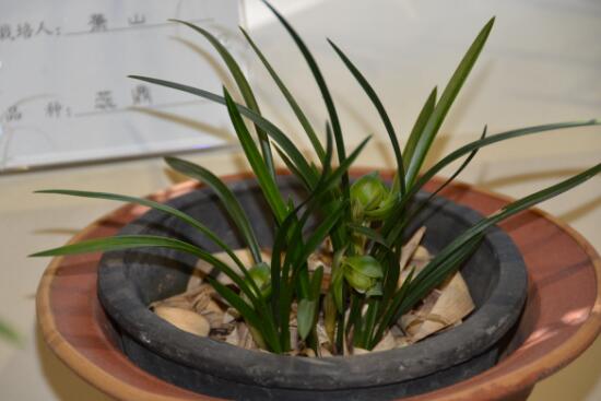 盆栽兰花好养吗