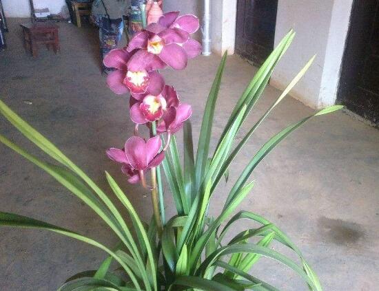 盆栽兰花好养吗