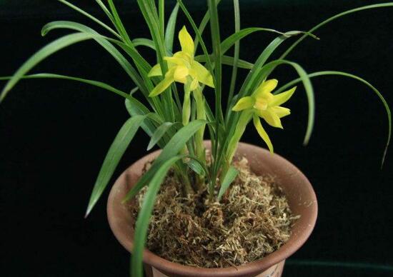 盆栽兰花好养吗
