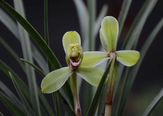 盆栽兰花好养吗