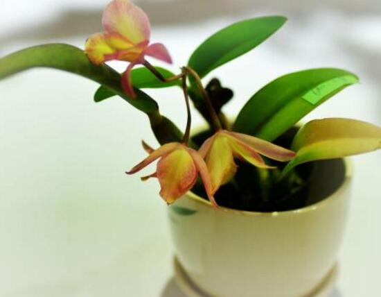 盆栽兰花好养吗