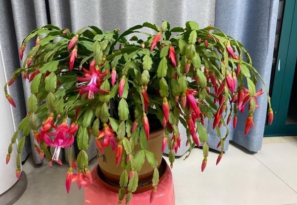 家里养蟹爪兰合适吗