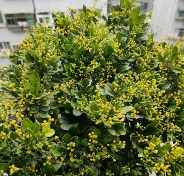 哪种花是你见过最好养的
