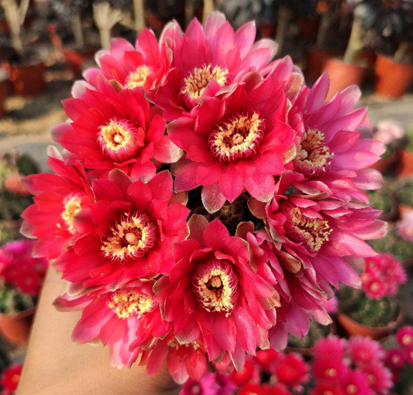 哪种花是你见过最好养的