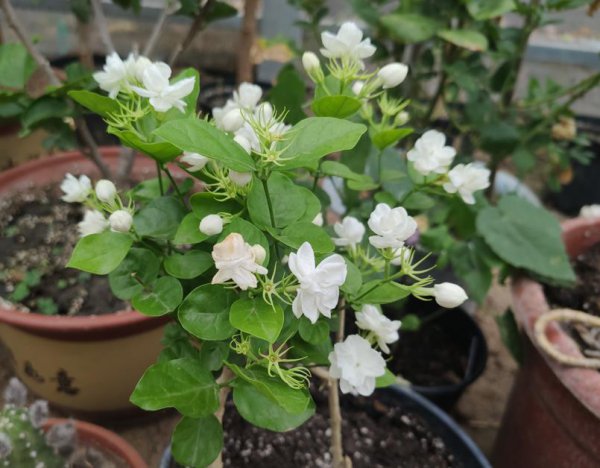 哪种花是你见过最好养的