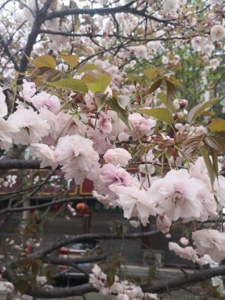 春天常见的樱花品种有哪些