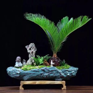 镇宅又旺人的树有哪些 适合家庭种植的盆景树推荐