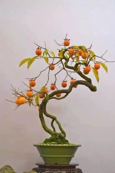 镇宅又旺人的树有哪些