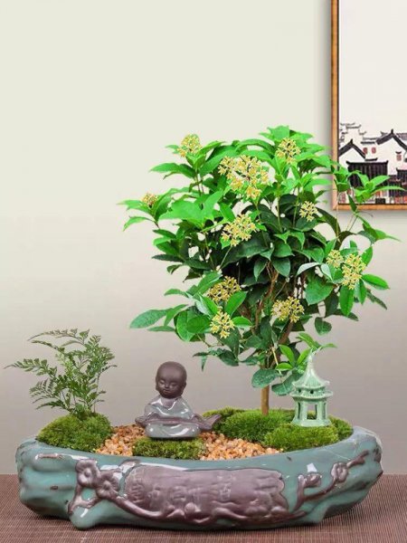 镇宅又旺人的树有哪些