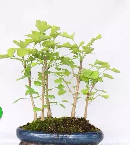 镇宅又旺人的树有哪些