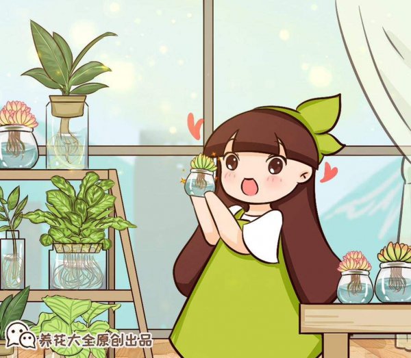 垂盆草怎么养才能爆盆