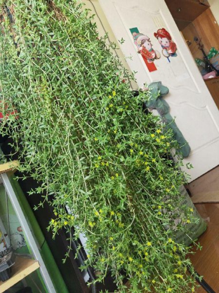 垂盆草怎么养才能爆盆