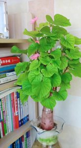 发芽的地瓜怎么种盆栽 有关地瓜、土豆制作盆栽方法