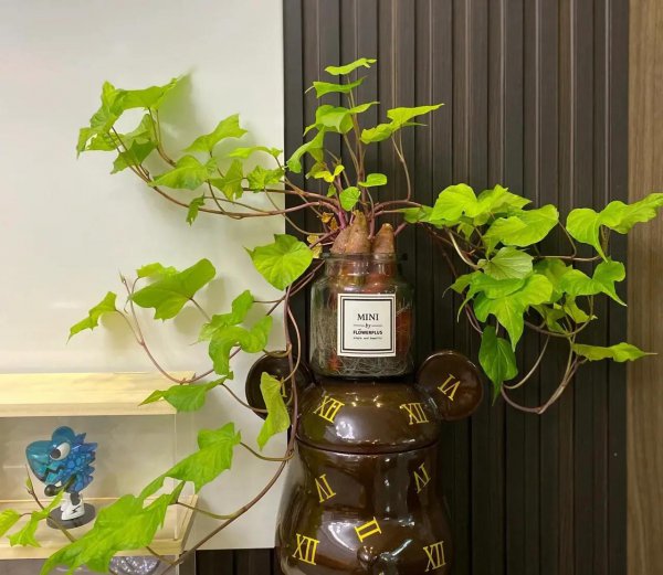 发芽的地瓜怎么种盆栽