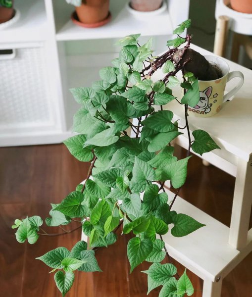 发芽的地瓜怎么种盆栽