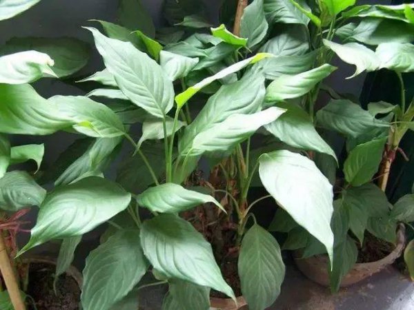万年青植物有几种