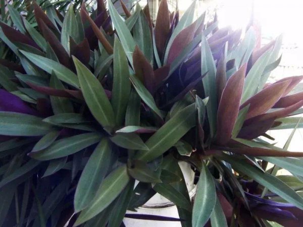 万年青植物有几种