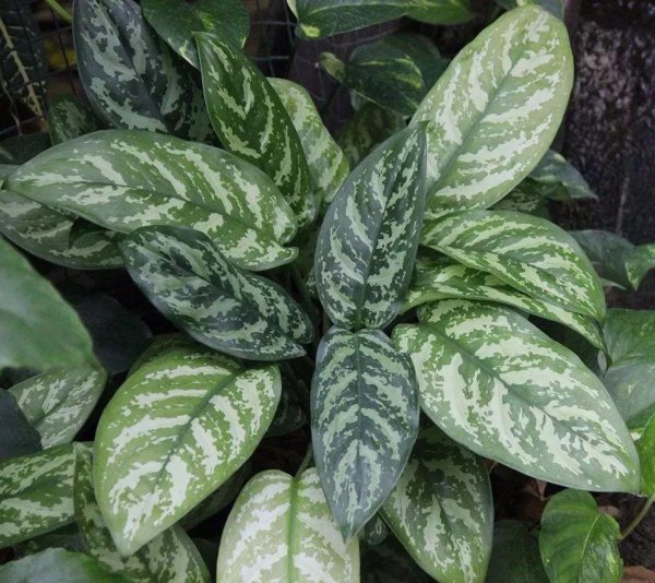 万年青植物有几种