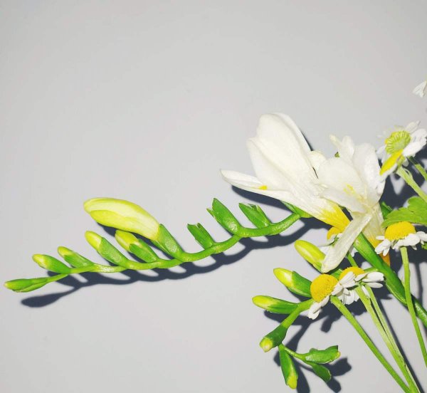 香雪兰开花漂亮吗