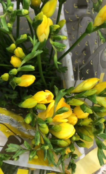 香雪兰开花漂亮吗