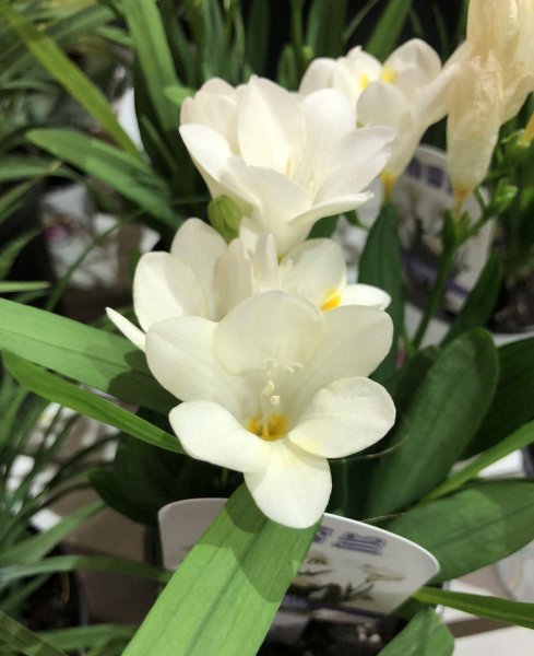 香雪兰开花漂亮吗