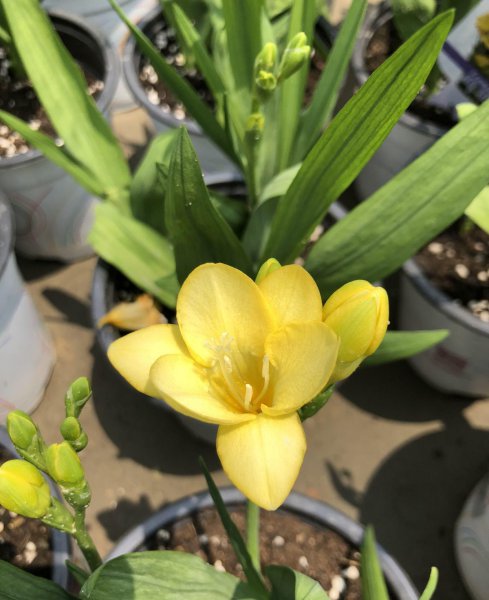 香雪兰开花漂亮吗