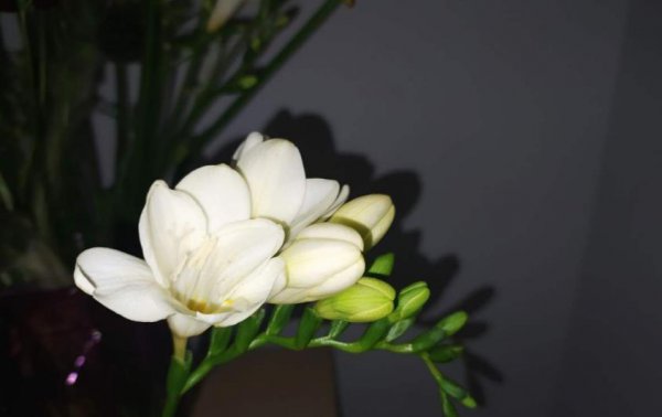 香雪兰开花漂亮吗