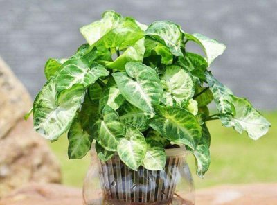 容易水培的植物有哪些 5种水培植物排名推荐