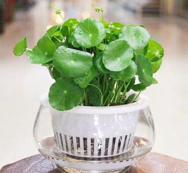 容易水培的植物有哪些