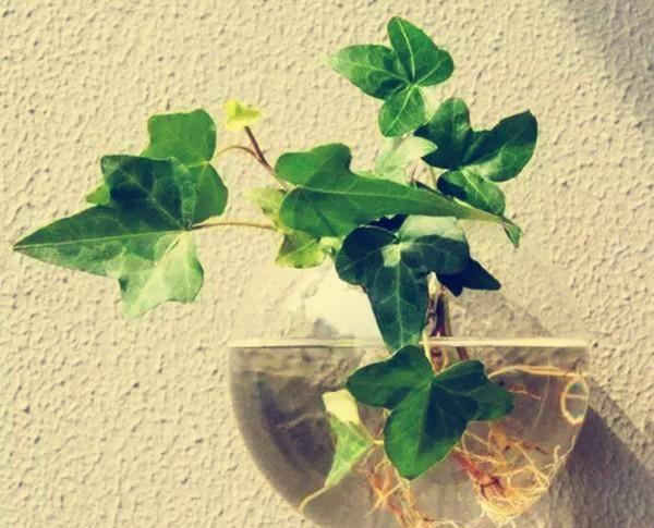 容易水培的植物有哪些