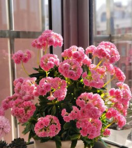 长寿花冬天怎么养 长寿花花苞少是什么原因