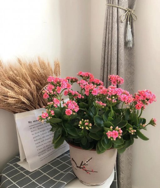 长寿花冬天怎么养