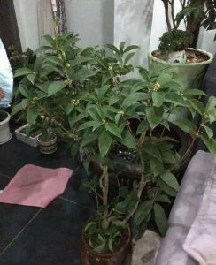 秋天不适合养哪些花 盘点10种秋天难养的花卉植物
