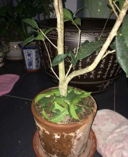秋天不适合养哪些花