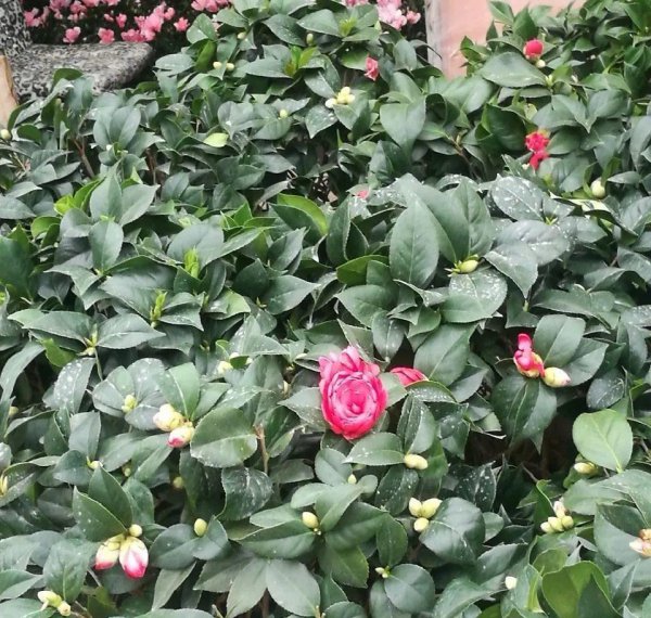 秋天不适合养哪些花