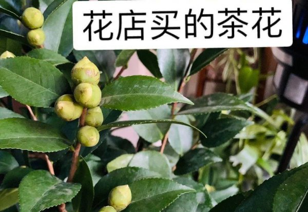 秋天不适合养哪些花