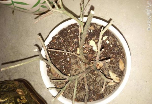 秋天不适合养哪些花