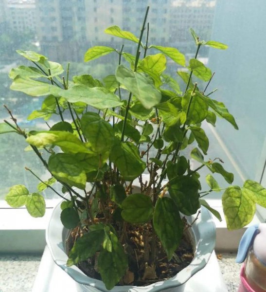 秋天不适合养哪些花