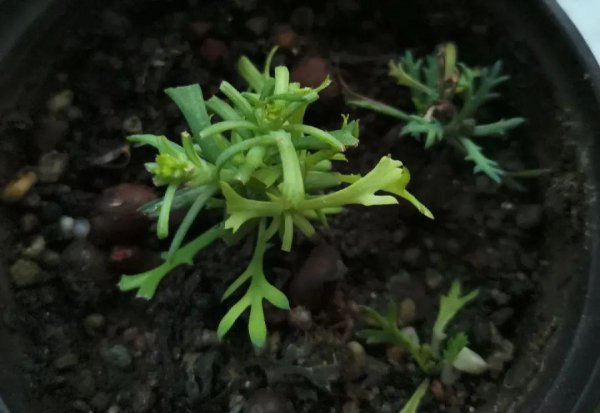 秋天不适合养哪些花