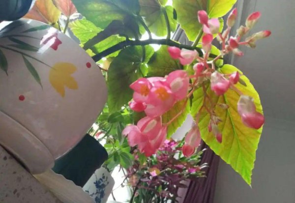 秋天不适合养哪些花