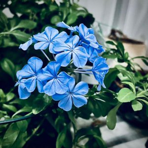 有哪些容易爆花的植物品种 4种养护简单能快速开花的植物推荐