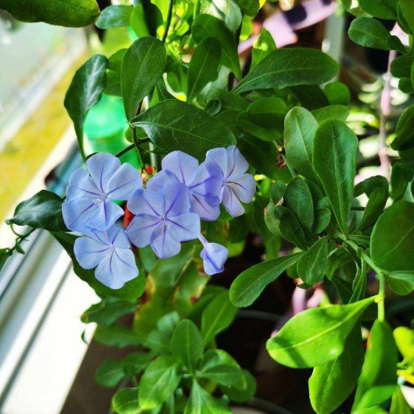 有哪些容易爆花的植物品种