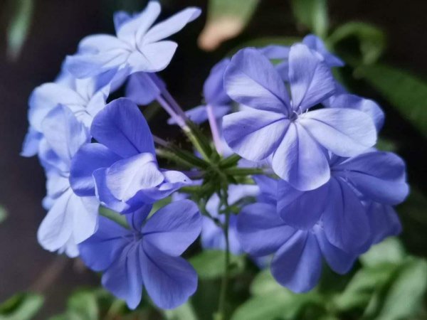 有哪些容易爆花的植物品种